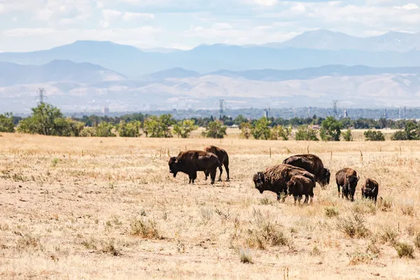 Buffalo grazing at wildlife sanctuary in Commerce City, Colorado